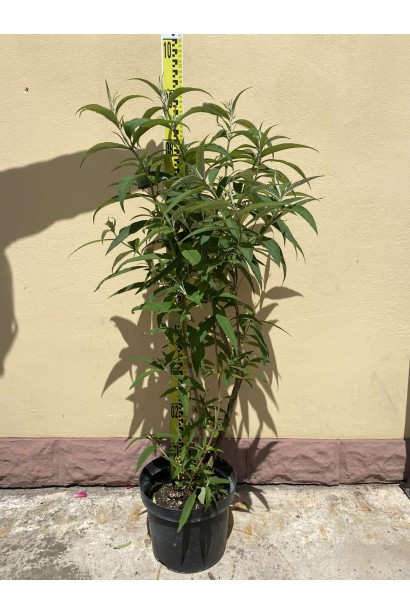 Будлея Давида Вайт Проф`южен - 5л/вис.80-100см/Ø40-50см